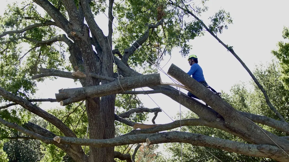 Professional Crown Thinning performed by certified arborists in Springboro
