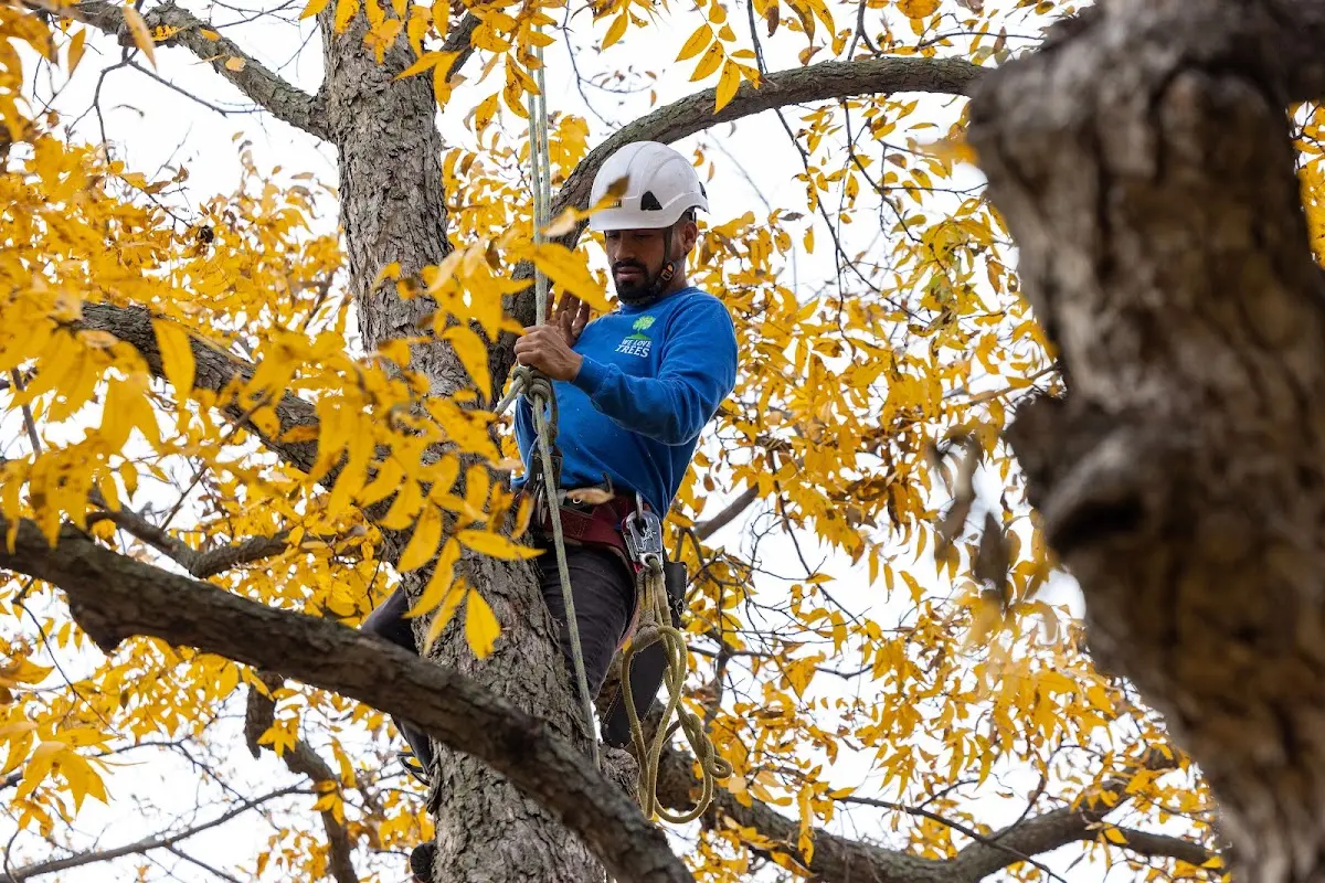Skilled Tree Planting crew working in Springboro