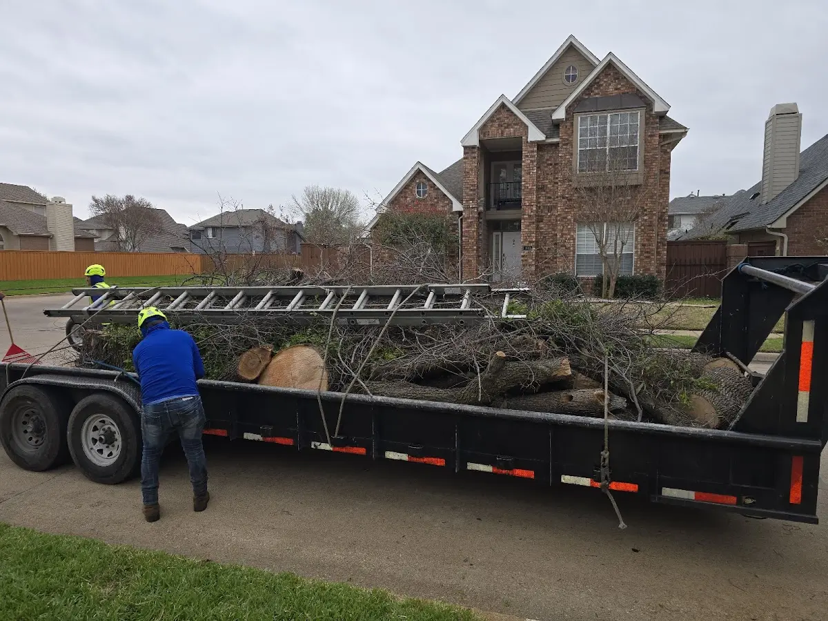 Expert Deadwooding with proper safety equipment in Springboro